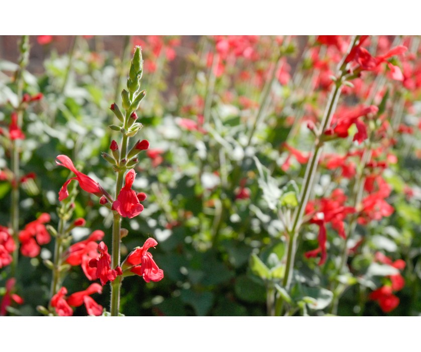 Vermillion Bluffs Mexican Sage